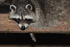Waschbär / Racoon / Procyon lotor