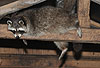 Waschbär / Racoon / Procyon lotor