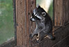 Waschbär / Racoon / Procyon lotor