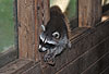 Waschbär / Racoon / Procyon lotor