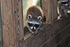 Waschbär / Racoon / Procyon lotor