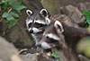 Waschbär / Racoon / Procyon lotor
