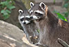Waschbär / Racoon / Procyon lotor