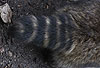 Waschbär / Racoon / Procyon lotor