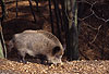 Wildschwein, Bache / Wild boar, sow
