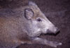 Wildschwein / Wild boar