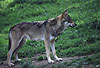 Europischer Wolf / Gray Wolf / Canis lupus
