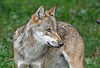 Europäischer Wolf / Gray Wolf / Canis lupus