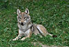 Europischer Wolf / Gray Wolf / Canis lupus