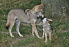Wolf, Adulter und Jungtier / Gray Wolf / Canis lupus