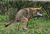 Wolf bei der Kotabgabe / Grey Wolf, defecating / Canis lupus