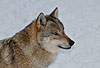 Europäischer Wolf im Winter / Gray Wolf, winter / Canis lupus