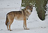 Europischer Wolf im Winter / Gray Wolf, winter / Canis lupus