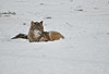 Europischer Wolf im Winter, ruhend / Gray Wolf, winter / Canis lupus