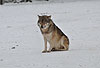 Europäischer Wolf im Winter / Gray Wolf, winter / Canis lupus