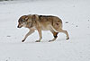 Europischer Wolf im Winter, verletzt, mit eingekniffenem Schwanz / Gray Wolf, winter, hurt, tail between the legs / Canis lupus
