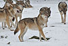 Europischer Wolf im Winter, Rudel / Gray Wolf, winter, pack / Canis lupus