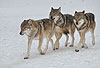 Europischer Wolf im Winter, Rudel / Gray Wolf, winter, pack / Canis lupus