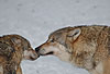 Europischer Wolf im Winter, Kontaktaufnahme / Gray Wolf, winter, contact / Canis lupus
