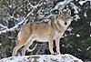 Europischer Wolf im Winter, im Wald / Gray Wolf, winter, forest / Canis lupus