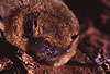 Zwergfledermaus (Pipistrellus pipistrellus) / Common Pipistrelle (Pipistrellus pipistrellus)