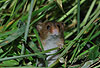 Zwergmaus / Harvest mouse / Micromys minutus