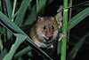 Zwergmaus im Schilf / Harvest mouse, reed / Micromys minutus