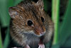 Zwergmaus im Schilf / Harvest mouse, reed / Micromys minutus