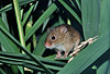 Zwergmaus im Schilf / Harvest mouse, reed / Micromys minutus