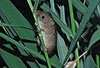 Zwergmaus beim Klettern / Harvest mouse, climbing / Micromys minutus
