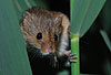 Zwergmaus im Schilf / Harvest mouse, reed / Micromys minutus