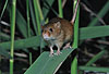 Zwergmaus im Schilf / Harvest mouse, reed / Micromys minutus