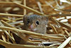 Zwergmaus im Stroh / Harvest mouse in straw / Micromys minutus