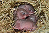 Zwergmaus, Jungtiere im Nest / Harvest mouse, cubs / Micromys minutus