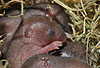 Zwergmaus, Jungtiere im Nest / Harvest mouse, cubs / Micromys minutus