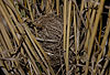 Zwergmaus Nest in Weizenfeld / Harvest mouse nest / Micromys minutus