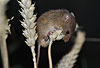Zwergmaus auf Weizen-hre / Harvest mouse om wheat ear / Micromys minutus