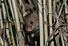 Zwergmaus in Weizen / Harvest mouse, wheat / Micromys minutus