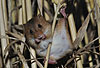 Zwergmaus-Weibchen frisst Weizen-Korn / Harvest mouse female eating wheat corn / Micromys minutus
